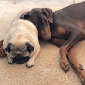 Meet your Posher, Susan